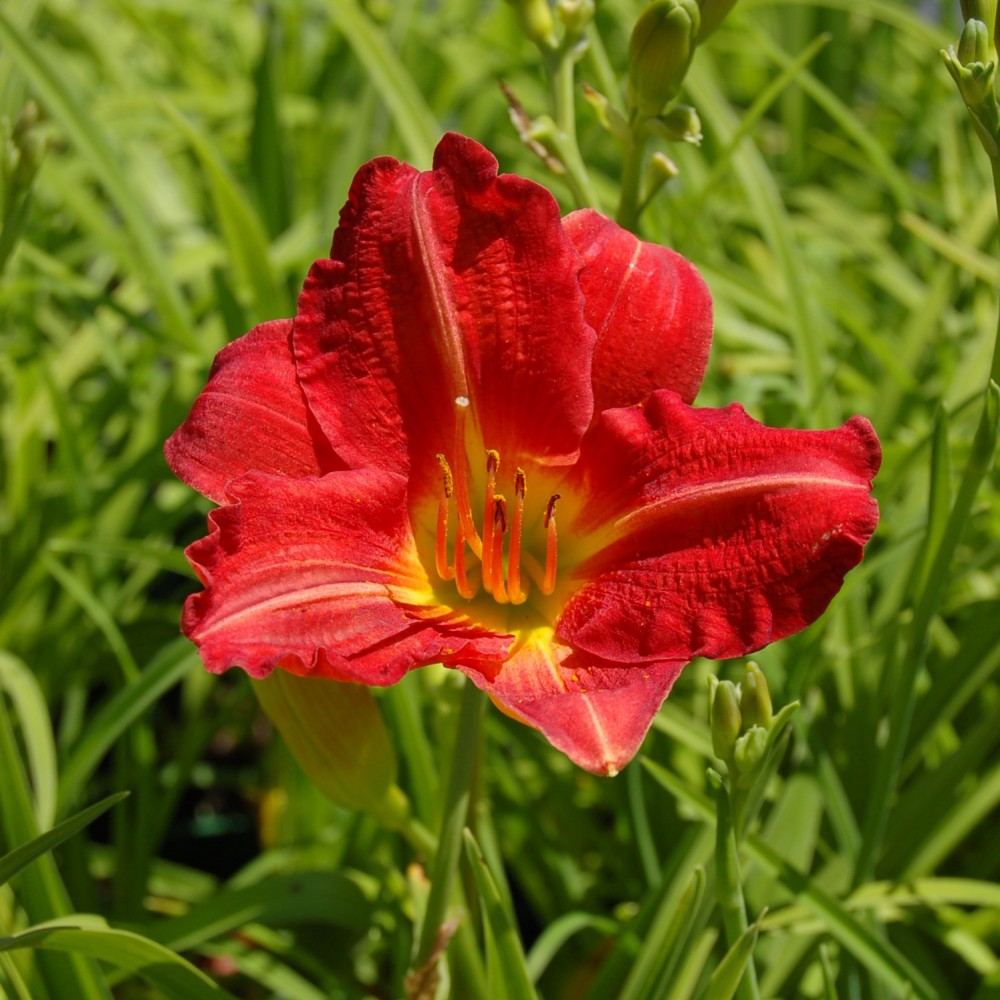 JDA Hemerocallis Ruby Stella