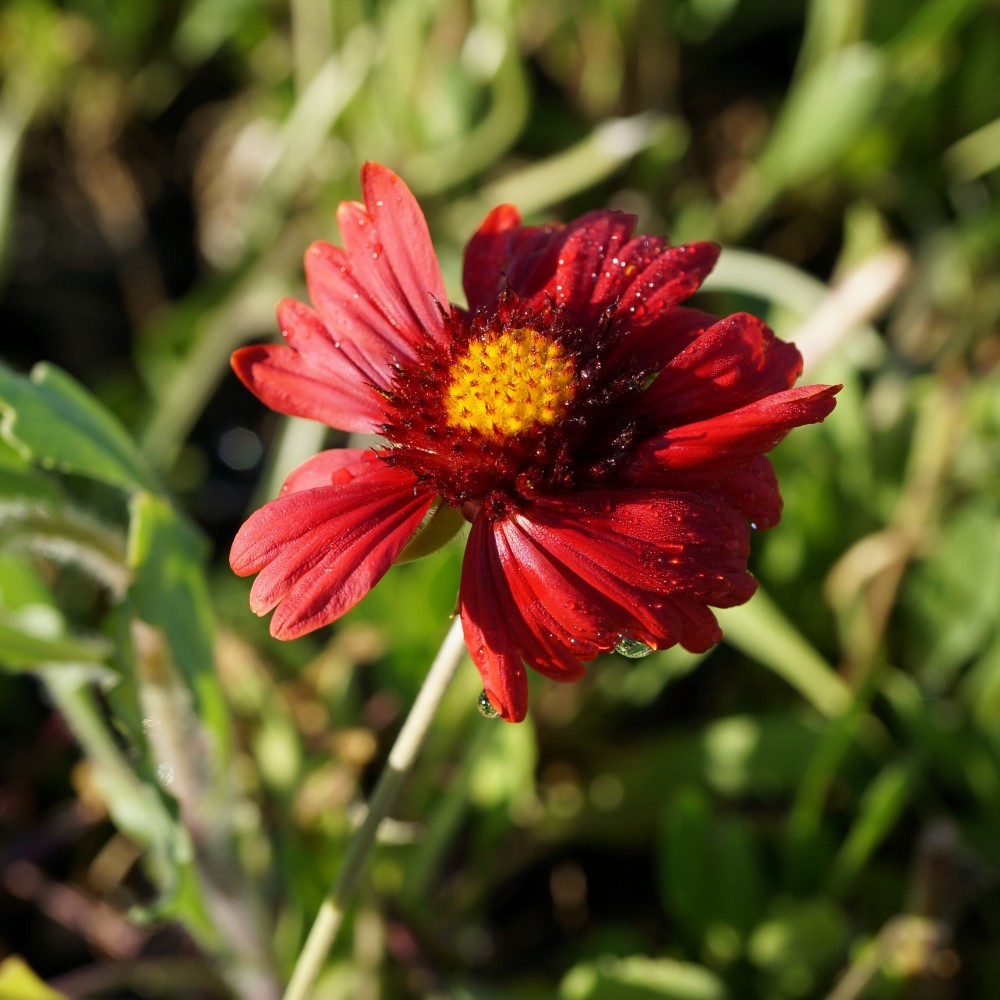 JDA Gaillardia 'Bourgogne'