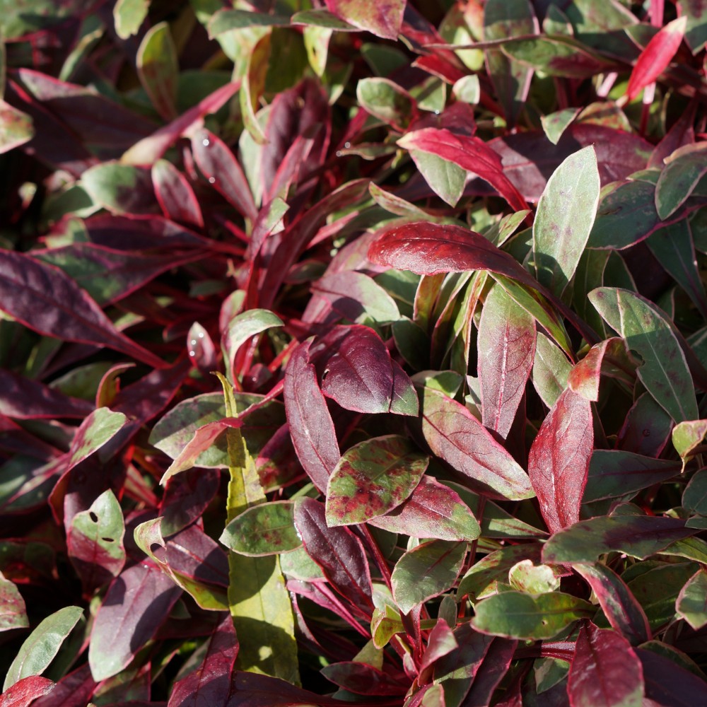 JDA Gaura lindheimeri 'Passionate Rainbow'