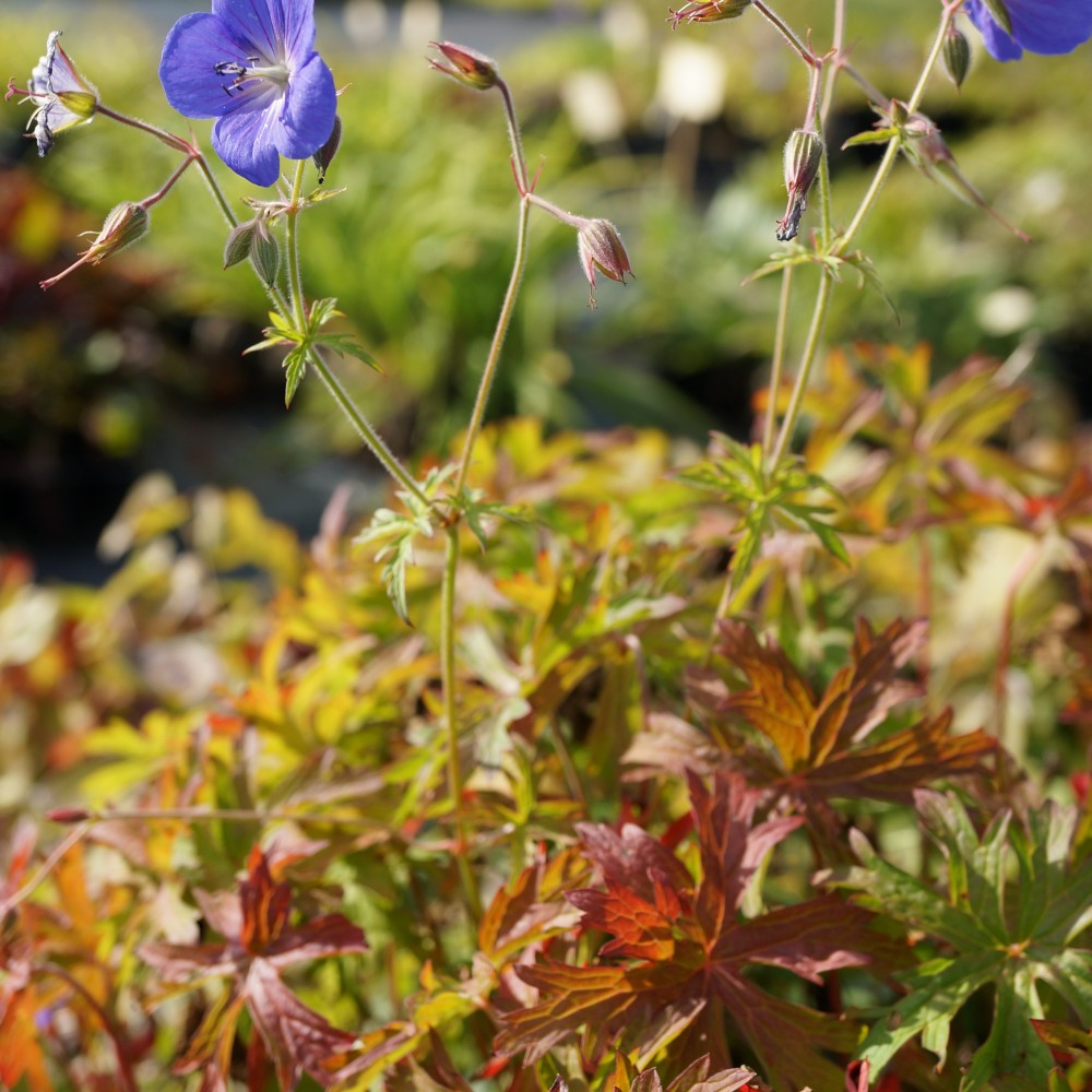 JDA Geranium 'Brookside'