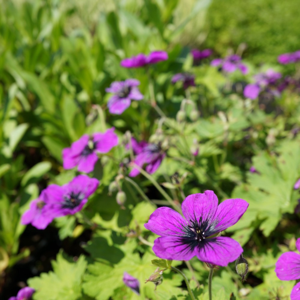 JDA Geranium Dragon Heart   Geranium Dragon Heart  