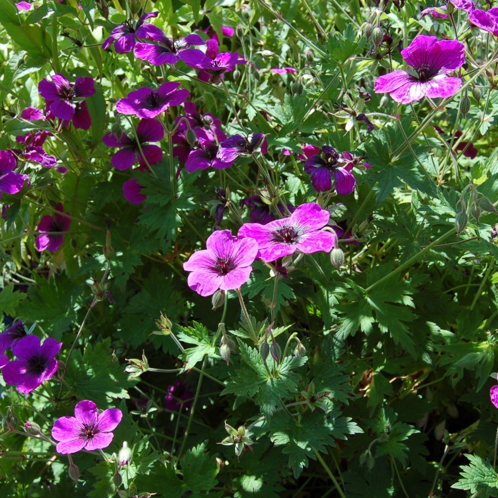 JDA Geranium Dragon Heart   Geranium Dragon Heart  