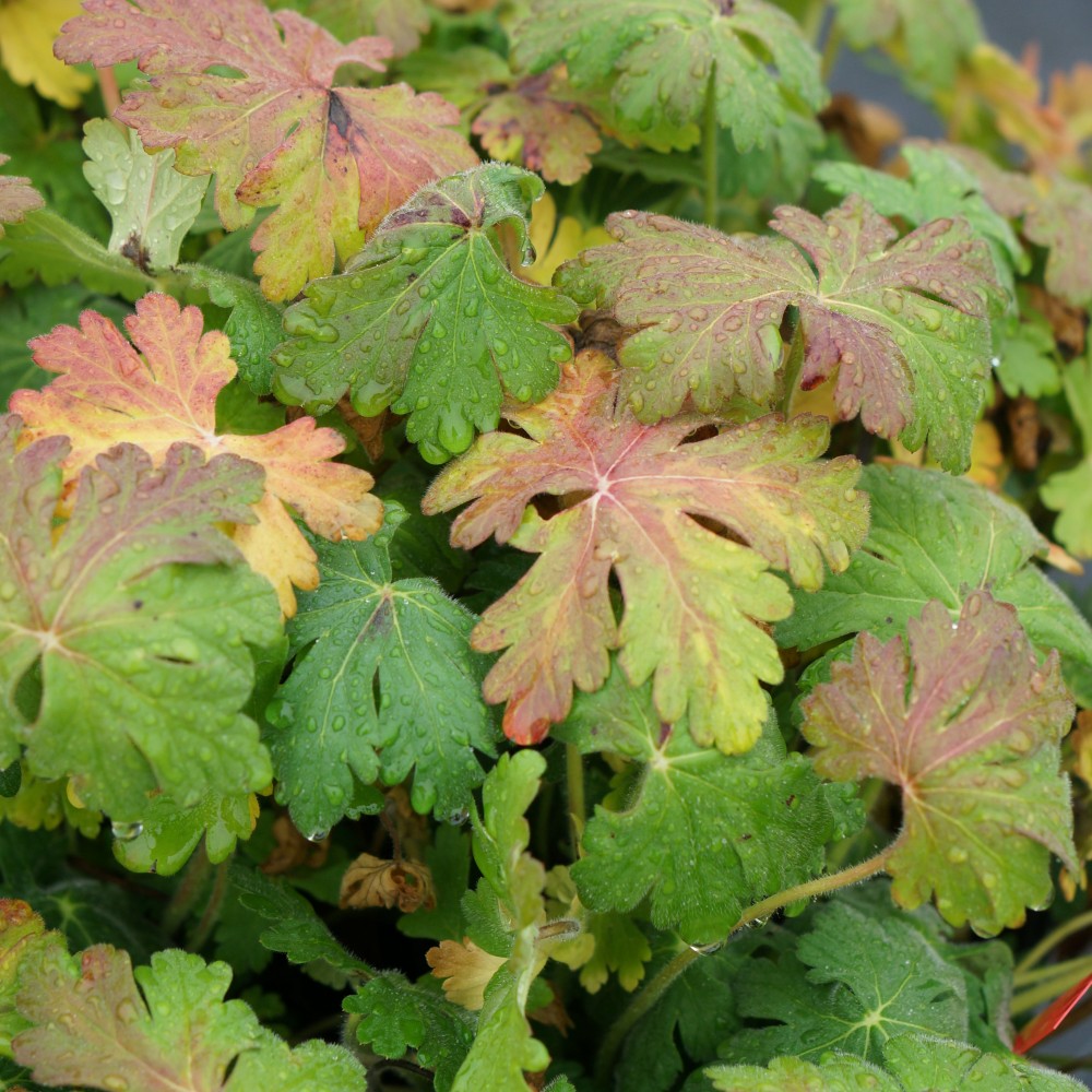 JDA Geranium macrorrhizum 'Bevan's Variety'