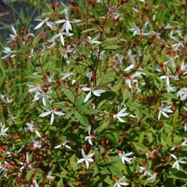 Gillenia trifoliata (blanc)