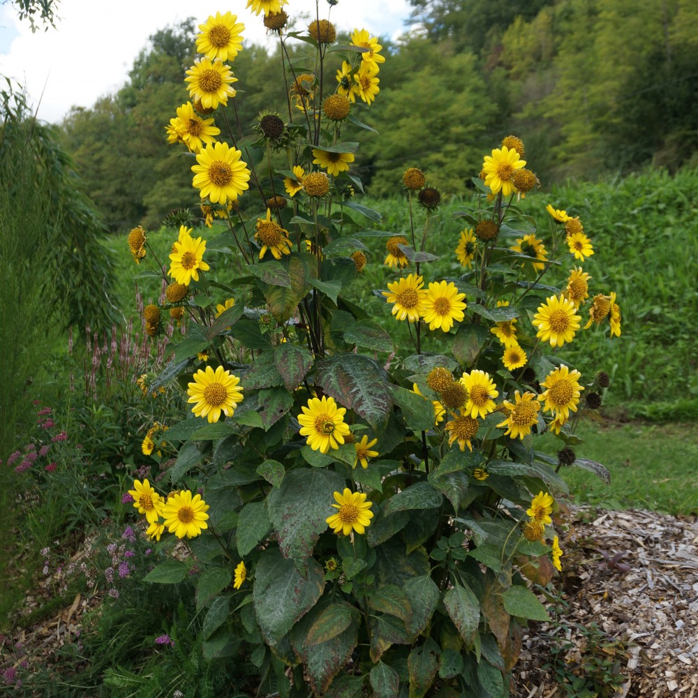 JDA Helianthus decapetalus 'Capenoch Star'