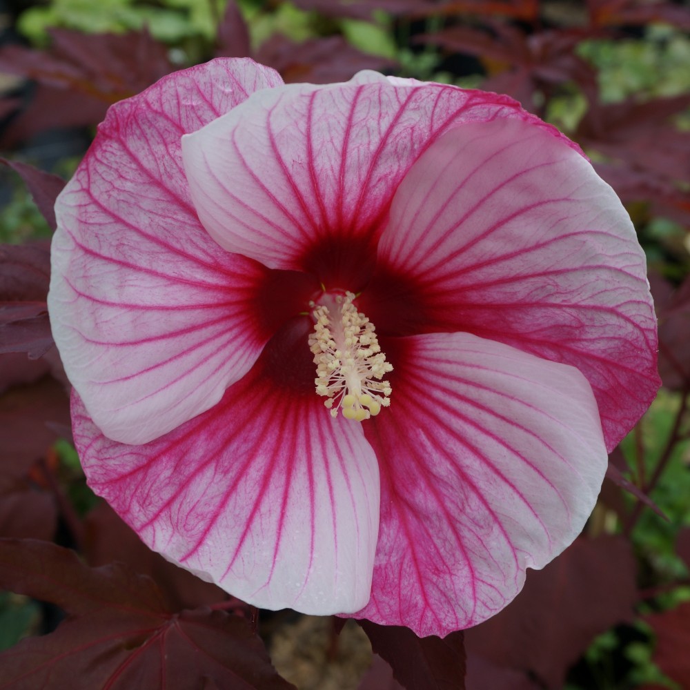 JDA Hibiscus moscheutos 'Kopper King'