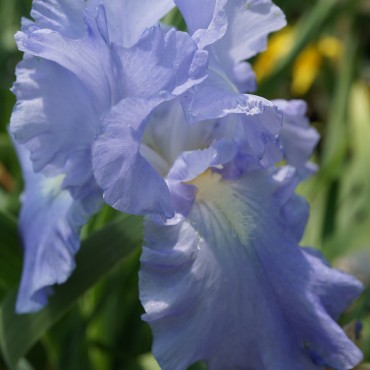 Iris germanica bleu clair