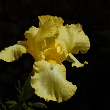 Iris germanica jaune d'or