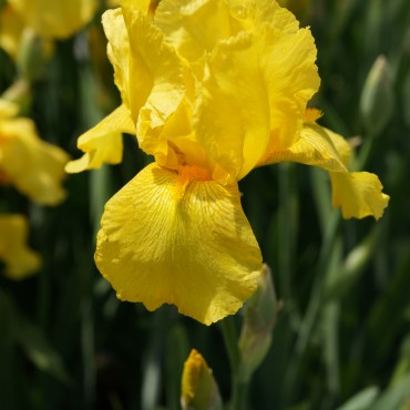 Iris germanica jaune vif