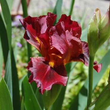 Iris germanica Pourpre
