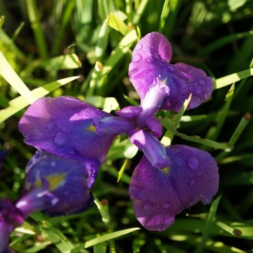 Iris kaempferi (ensata)