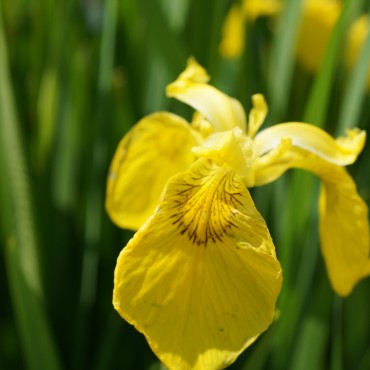 Iris pseudacorus 'Variegata'