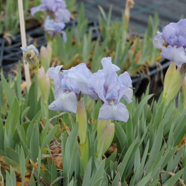 Iris pumila 'Little saphire light bleu'