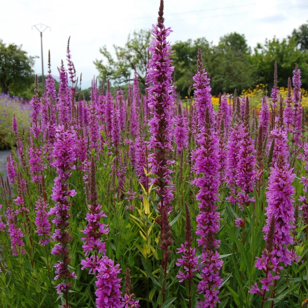 JDA Lythrum salicaria