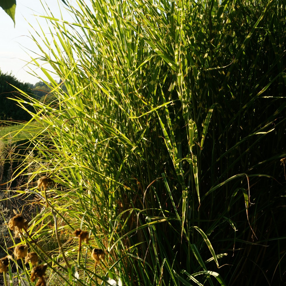 JDA Miscanthus Sinensis 'Zebrinus'