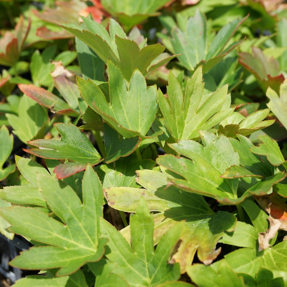 JDA Mukdenia 'Karasuba'