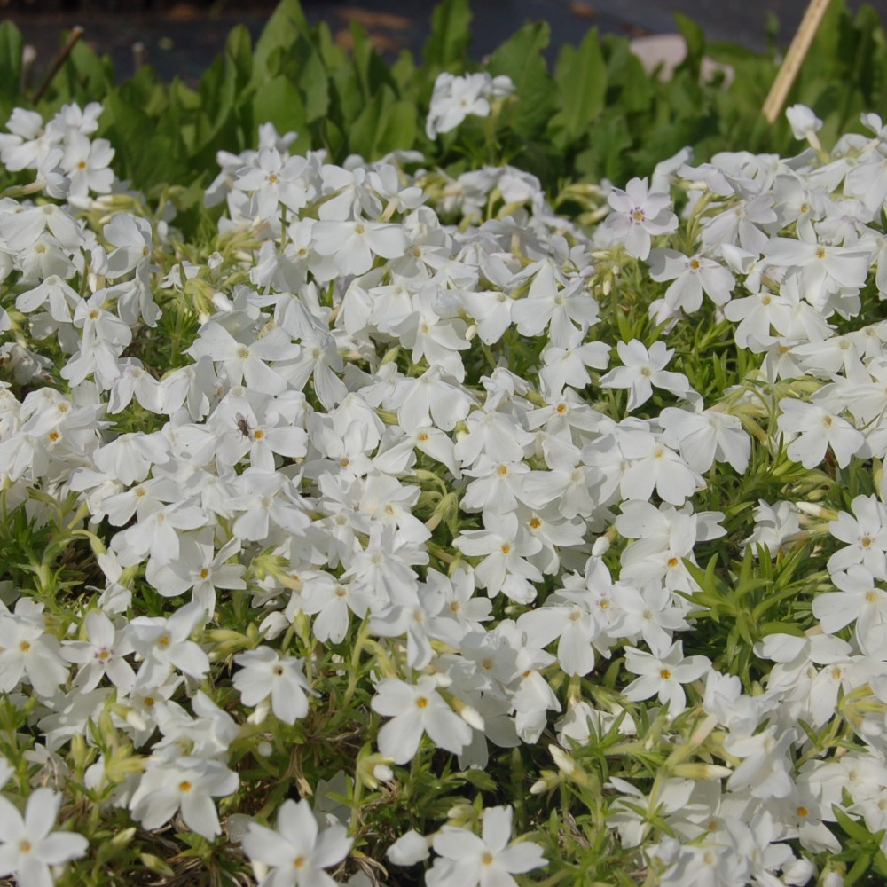 JDA Phlox subulata 'White Delight'