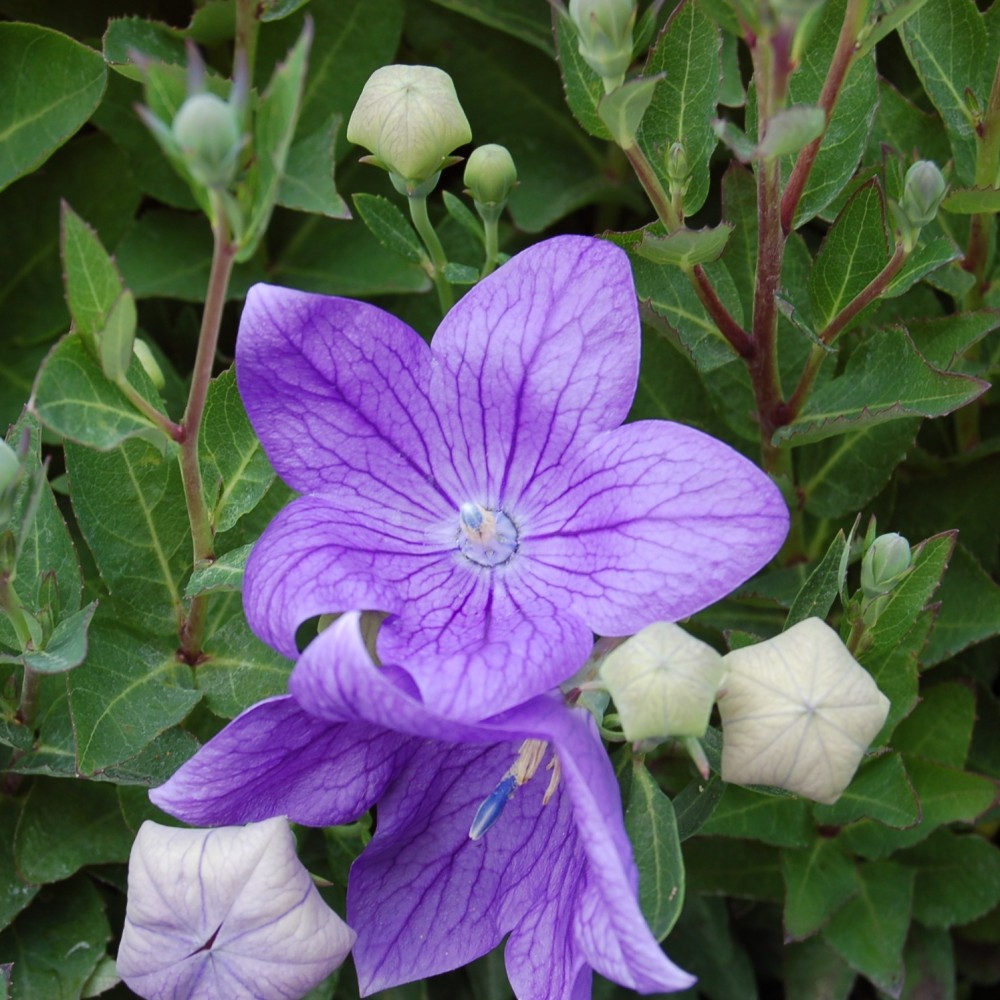 JDA Platycodon grandiflorus ‘Fuji Blue’