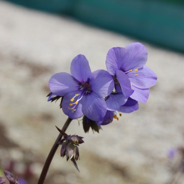 Polemonium caeruleum 'Bressingham Purple'