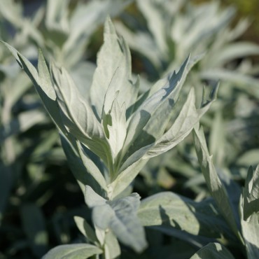 Artemisia ludoviciana 'Valerie Finish'