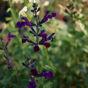 Salvia grahamii 'Violette de Loire'