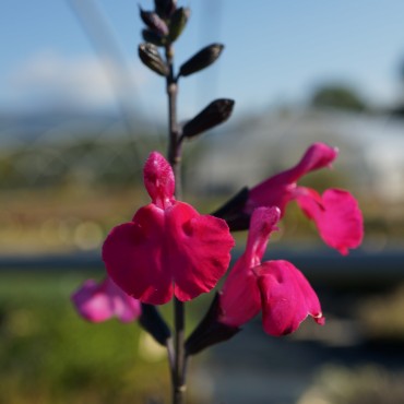 Salvia grahamii rose fushia