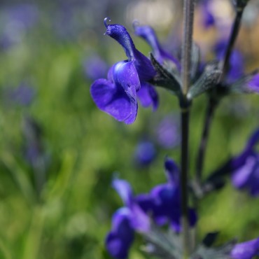 Salvia greggii 'Blue Note'
