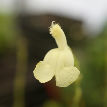 Salvia greggii 'Yellow'