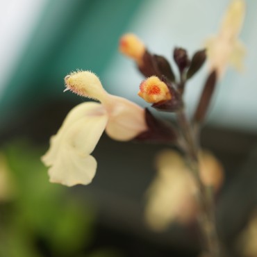 Salvia jamensis 'Melen'