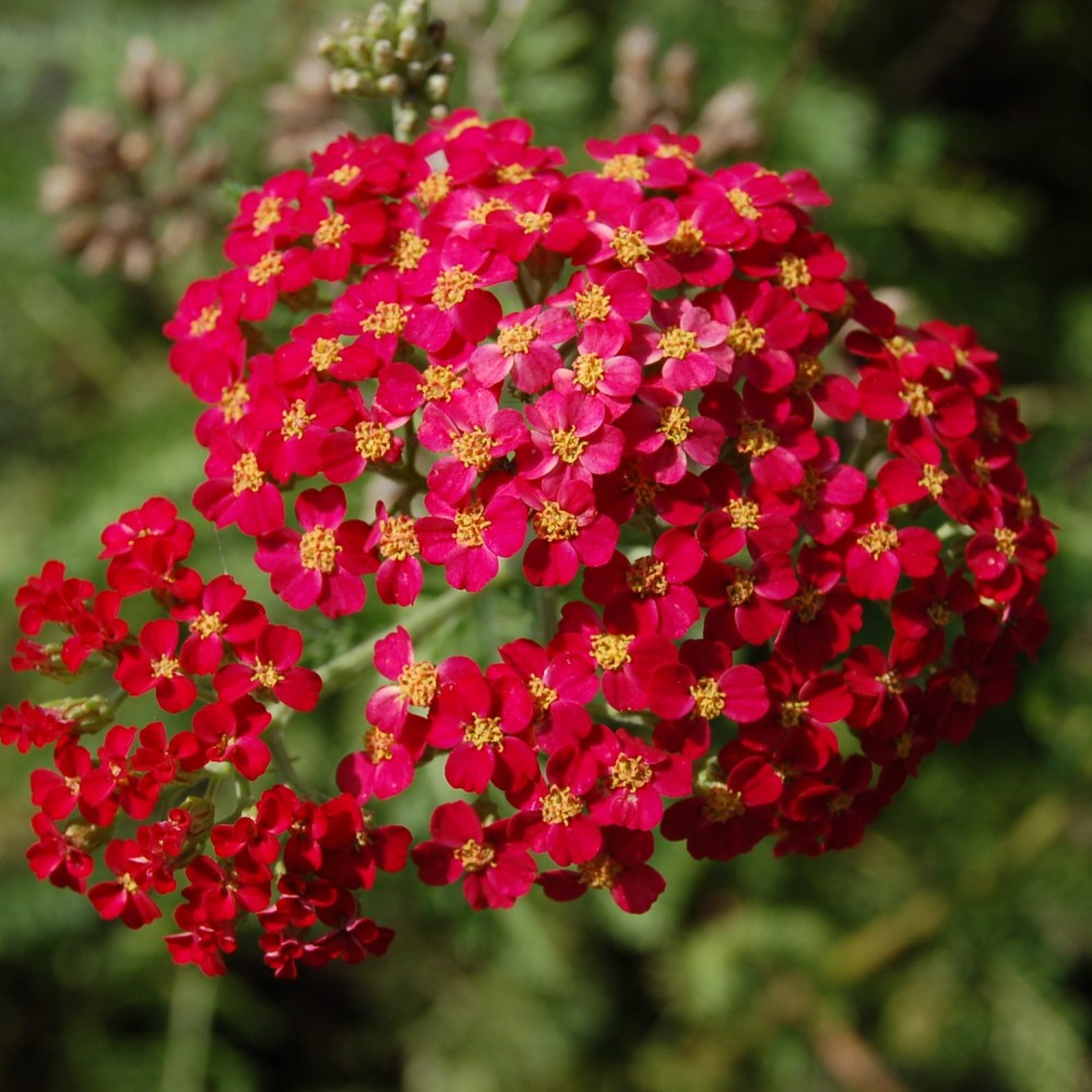 JDA Achillea millefolium 'Paprika'