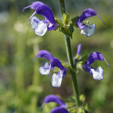 Salvia pratensis 'Madeline'