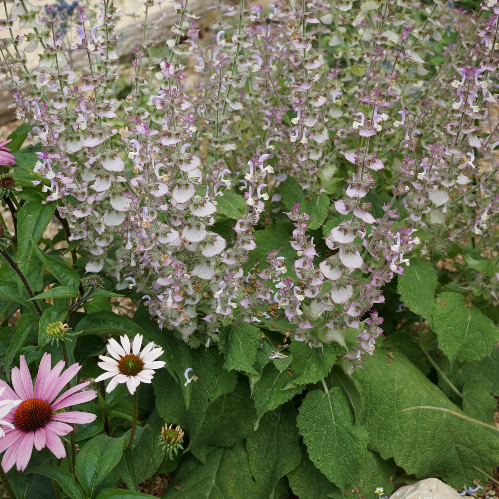 JDA Salvia Sclarea jda-salvia-sclarea