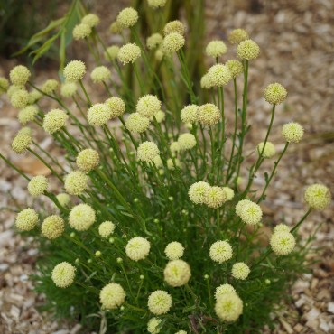 Santolina virens (rosmarinifolia)