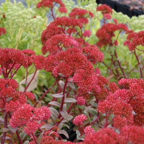 Фото седум red cauli