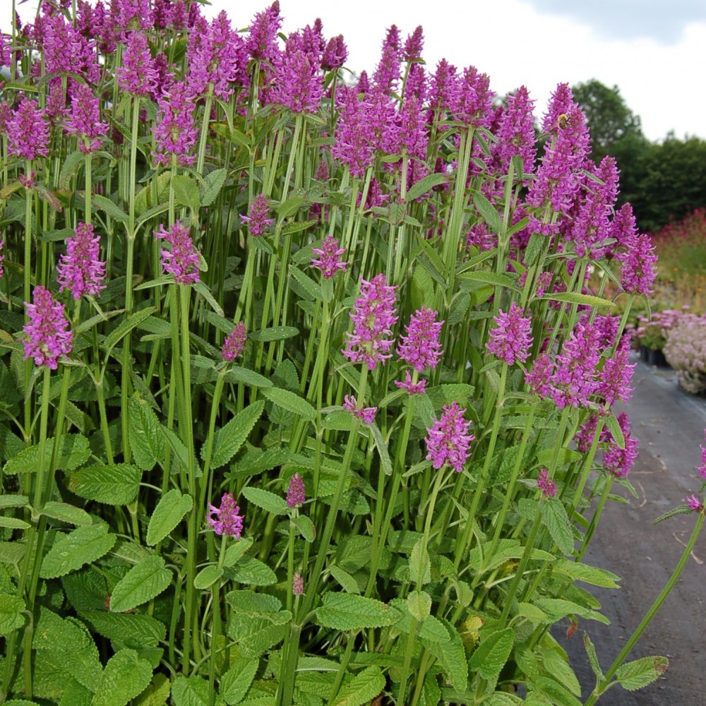 JDA Stachys monieri 'Hummelo'