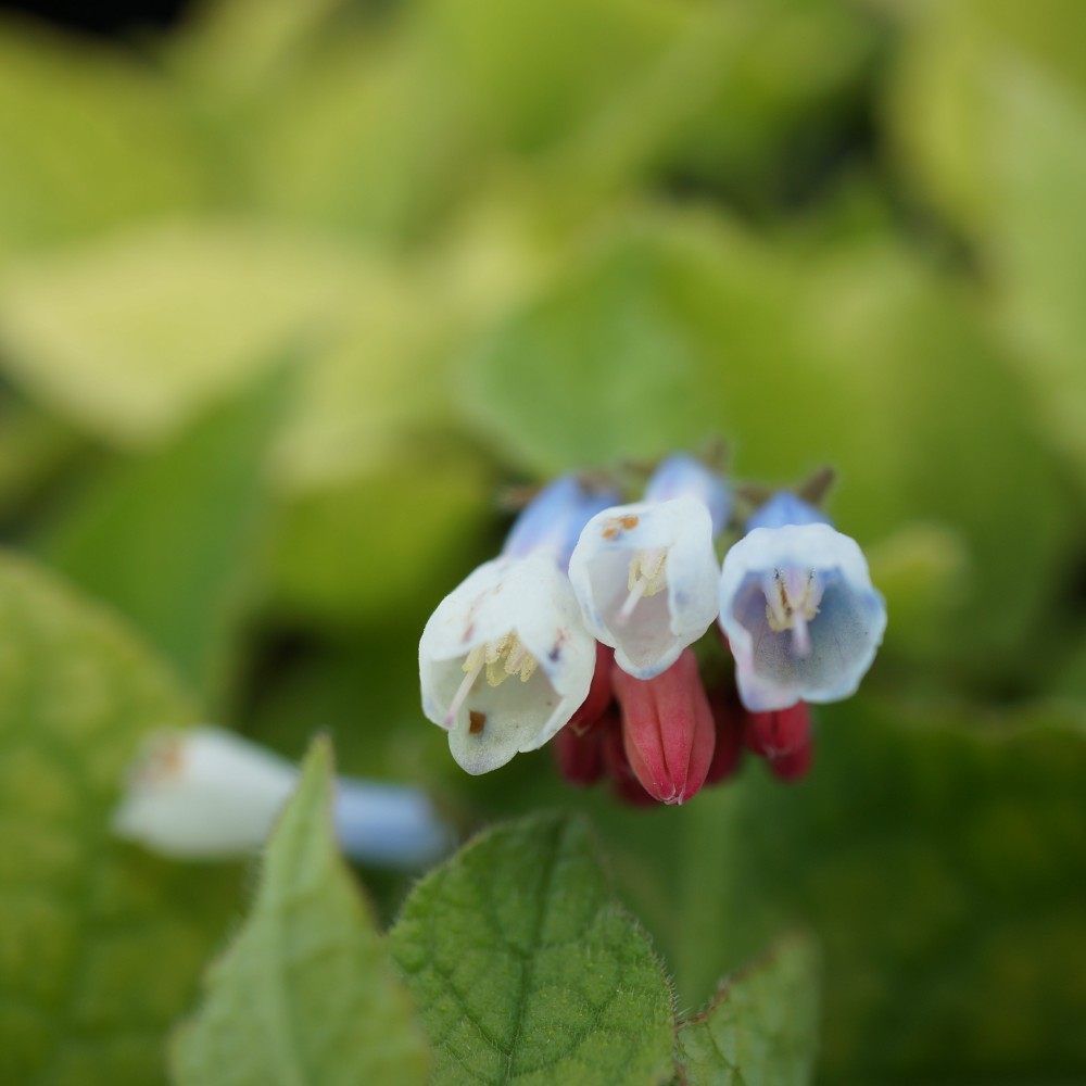 symphytum grandiflorum hidcote blue