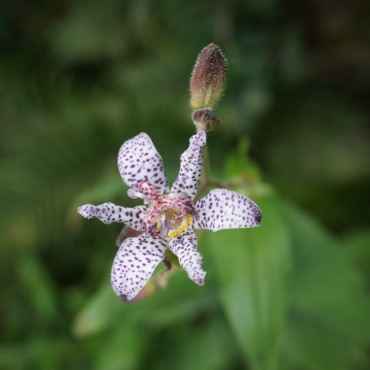 Tricyrtis hirta 'whitish lilas'