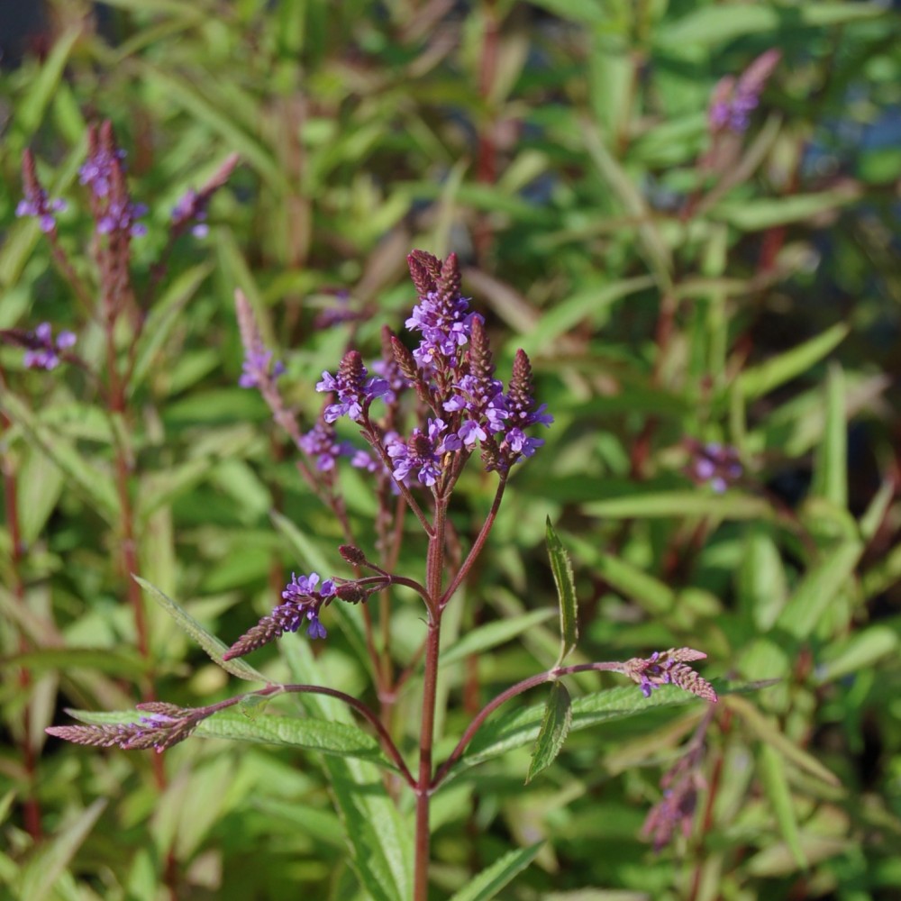 JDA Verbena hastata