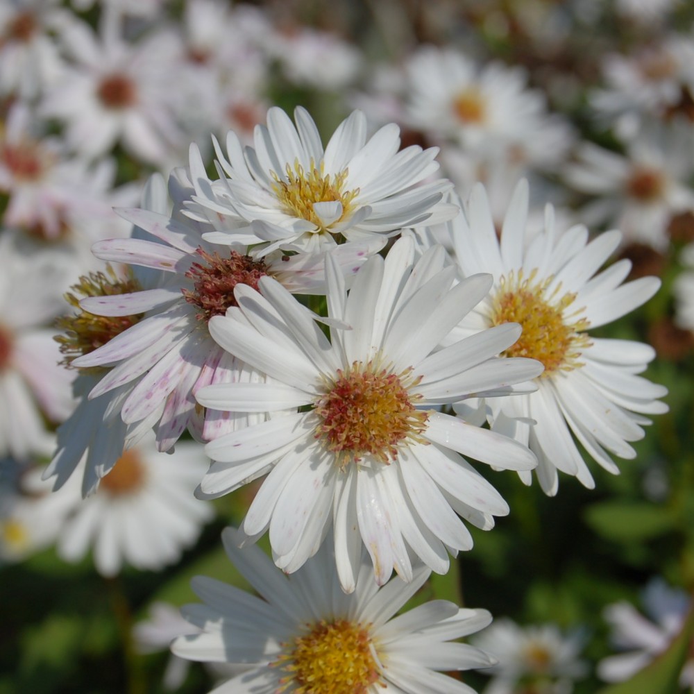 JDA Aster novi-belgii 'White Ladies'