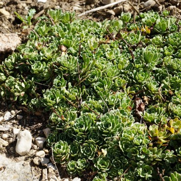 Saxifraga paniculata ssp. brevifolia