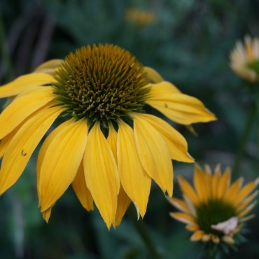 Echinacea 'Harvest Moon'