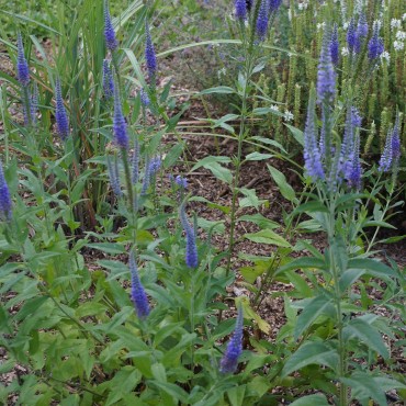 Veronica longifolia 'Blue Shades'
