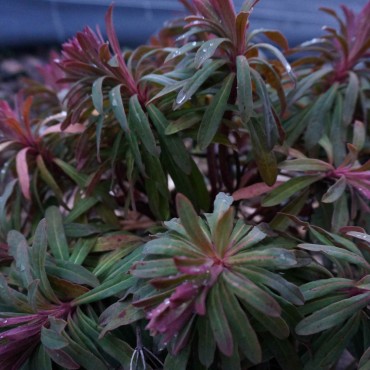 Euphorbia martinii 'Baby Charm'
