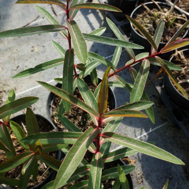 Euphorbia grifitthii 'Fire Glow'