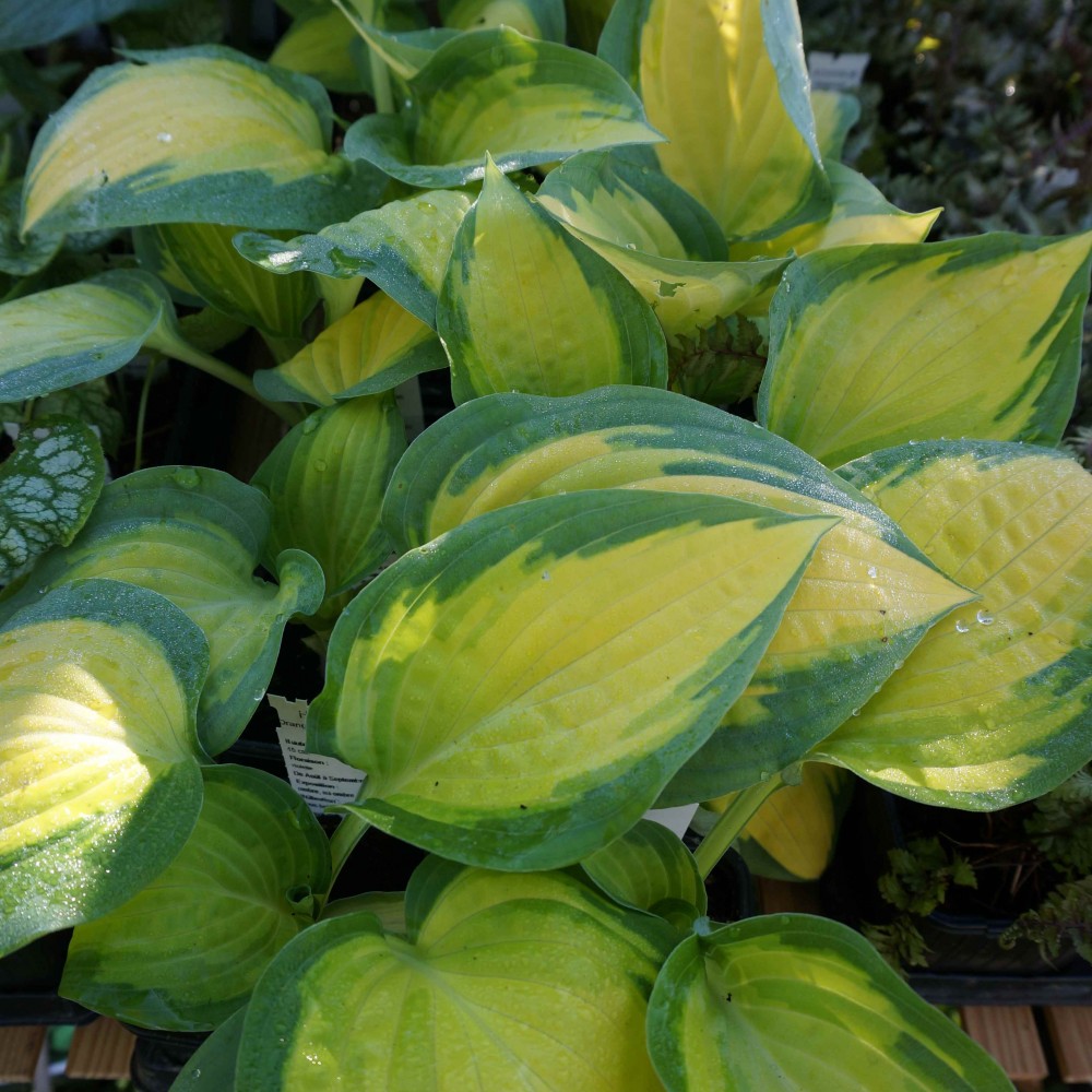JDA Hosta 'Orange Marmalade'