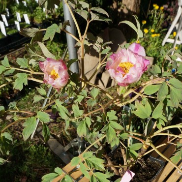 Paeonia suffruticosa 'Rose'