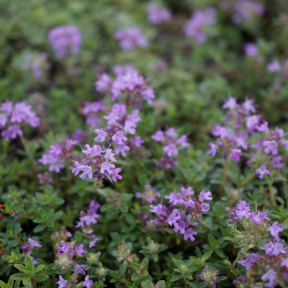 JDA Thymus serpyllum