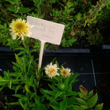 Echinacea purpurea 'Secret Joy'