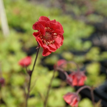 Geum rivale 'Flames of passion'