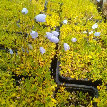 Campanula cochleariifolia 'Bavaria Blue'